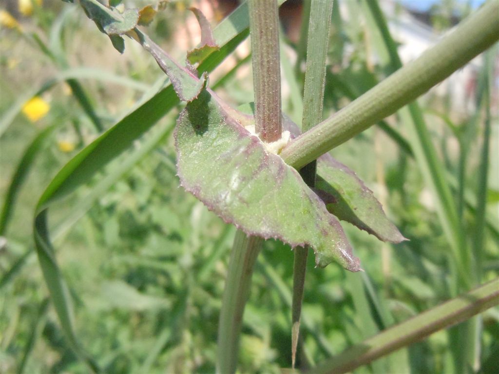 Sonchus??